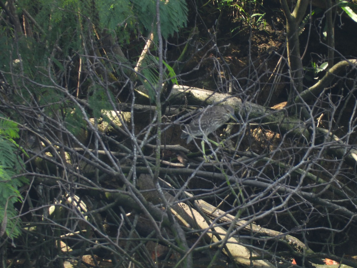 黃小鷺 - ML659797315