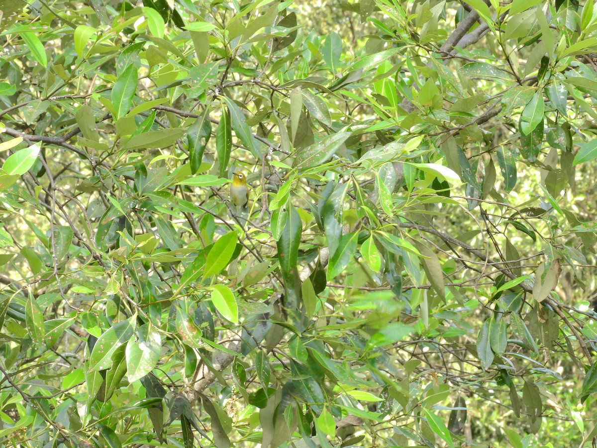 斯氏繡眼(綠繡眼) - ML659797331