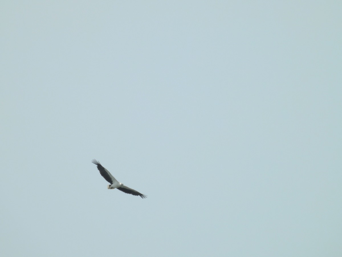 白腹海鵰 - ML659797342