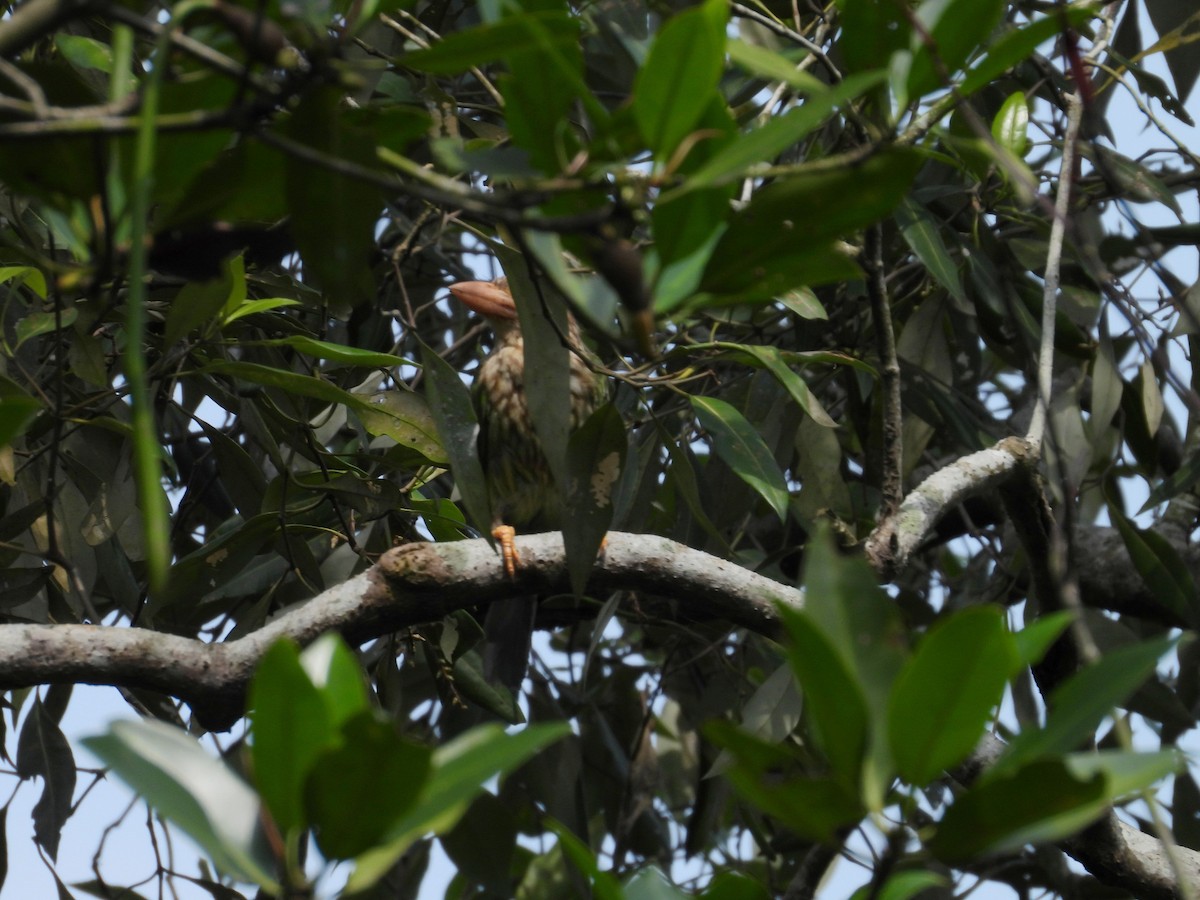 Lineated Barbet - ML659797343