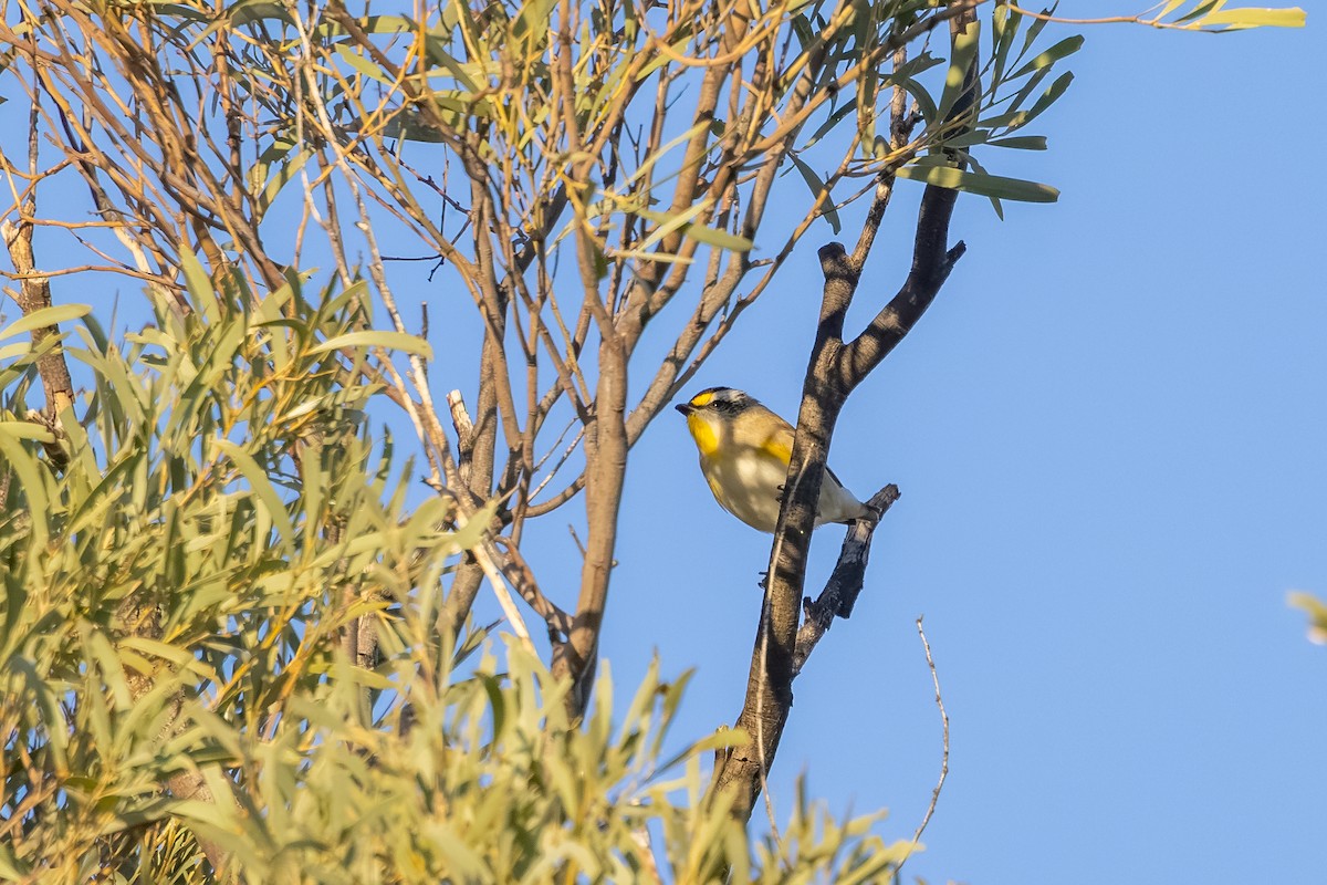 Pardalote à point jaune - ML659797480