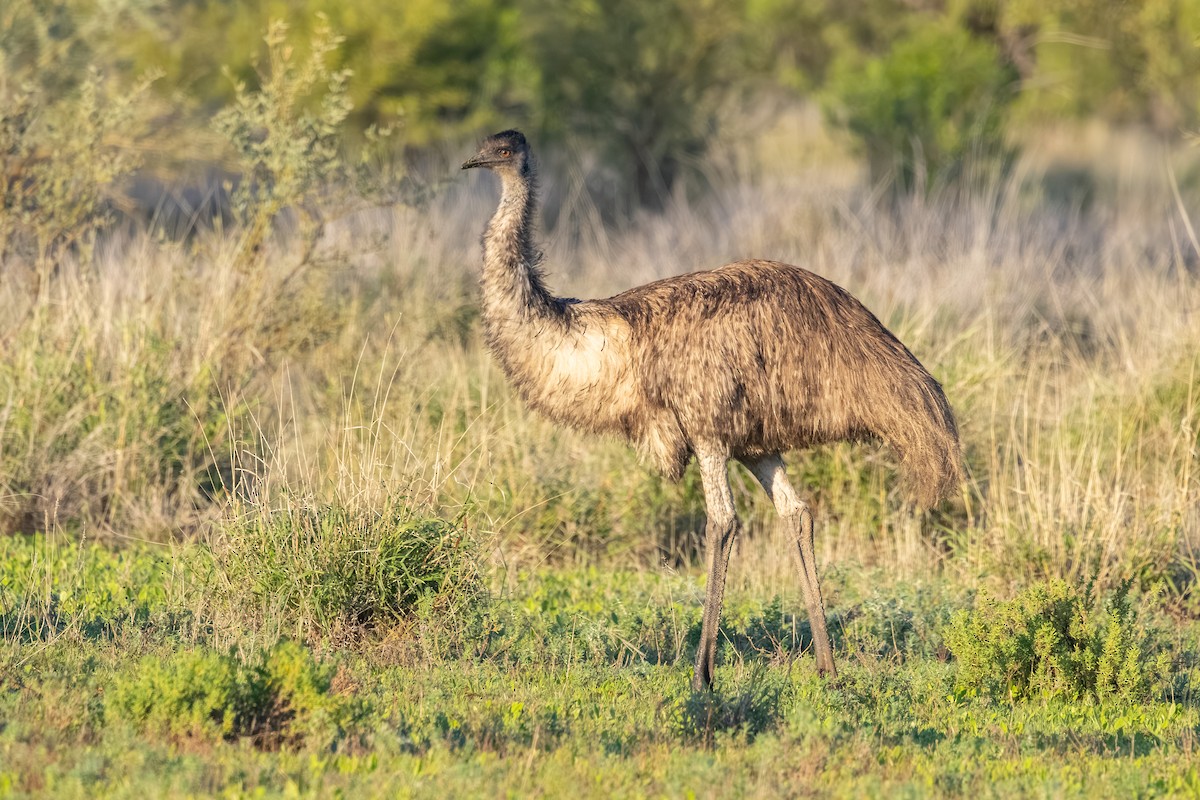 Émeu d'Australie - ML659797481