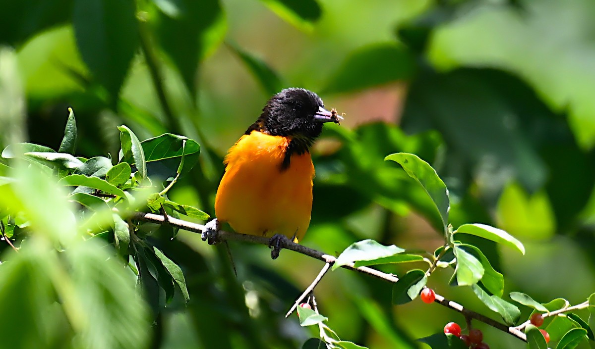 Oriole de Baltimore - ML659797484