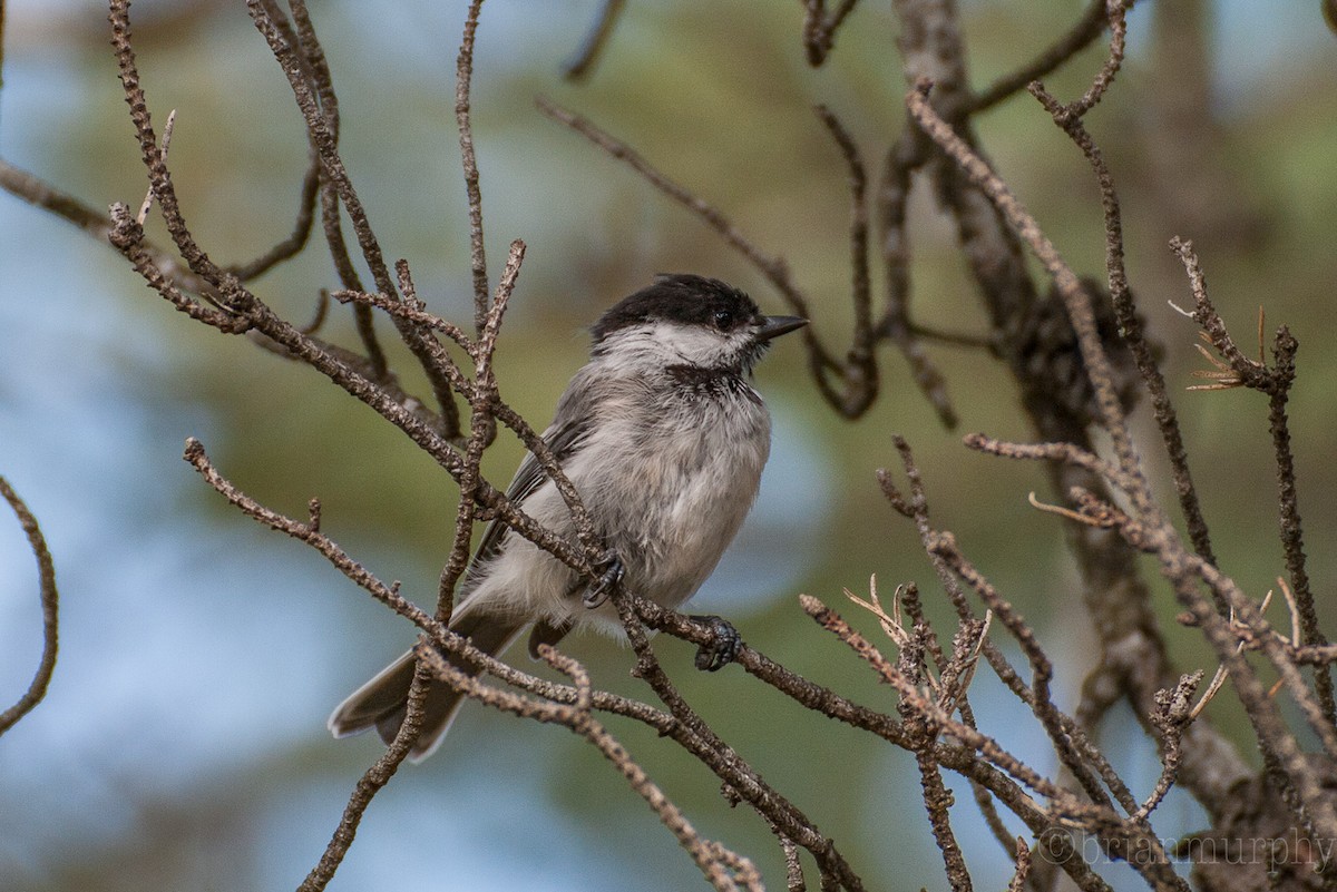 Black-capped Chickadee - Brian Murphy