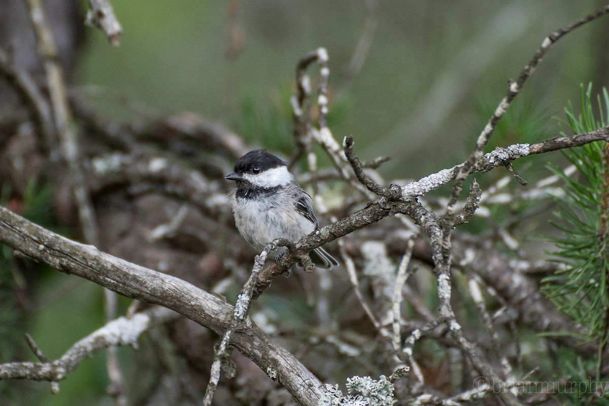 Black-capped Chickadee - Brian Murphy