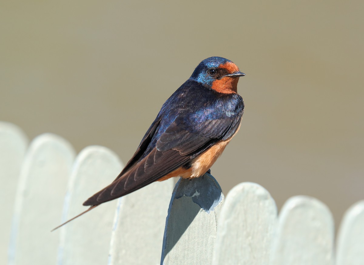 Kır Kırlangıcı - ML659800704