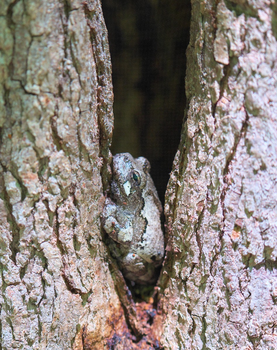 Gray Treefrog - ML659800814