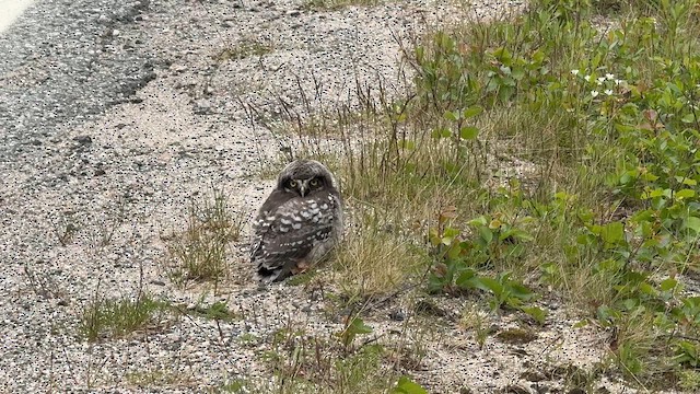 Northern Hawk Owl - ML659801226