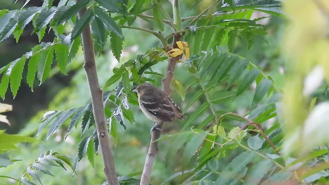 Baltimore Oriole - ML659801289
