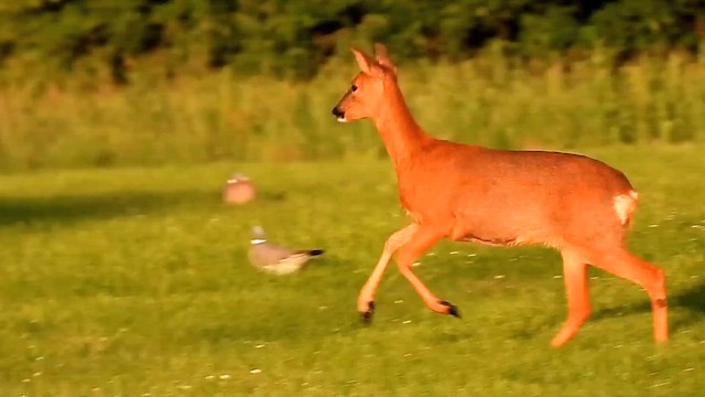Roe Deer - ML659801556