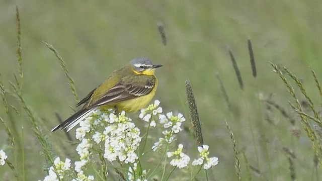 Western Yellow Wagtail - ML659801808