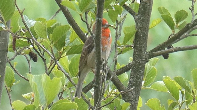 Common Rosefinch - ML659801815