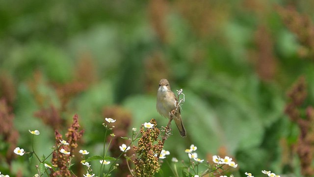 Marsh Warbler - ML659802018