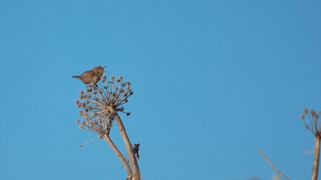 Pacific Wren - ML659802059