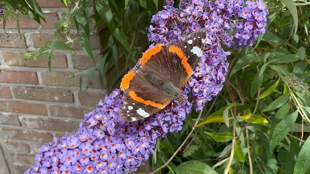 Red Admiral - ML659802214