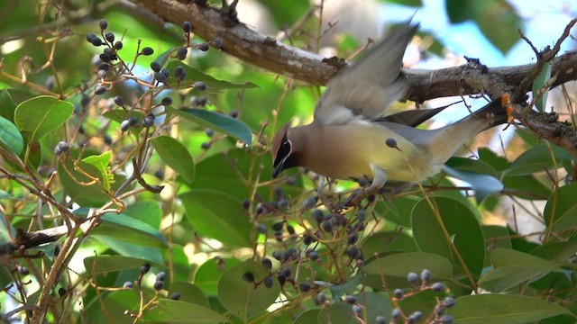 Cedar Waxwing - ML659802316
