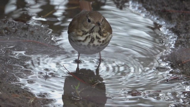 Hermit Thrush - ML659802345