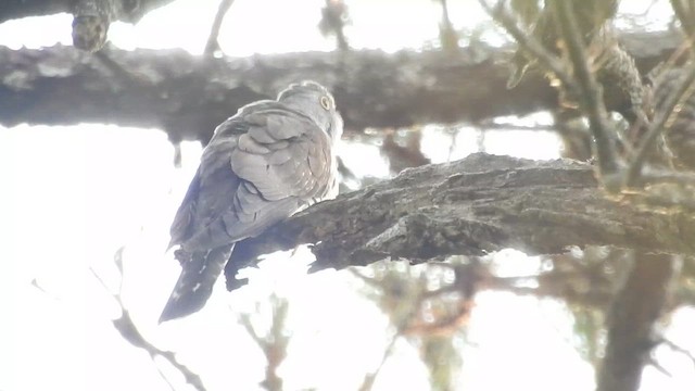 Indian Cuckoo - ML659802570