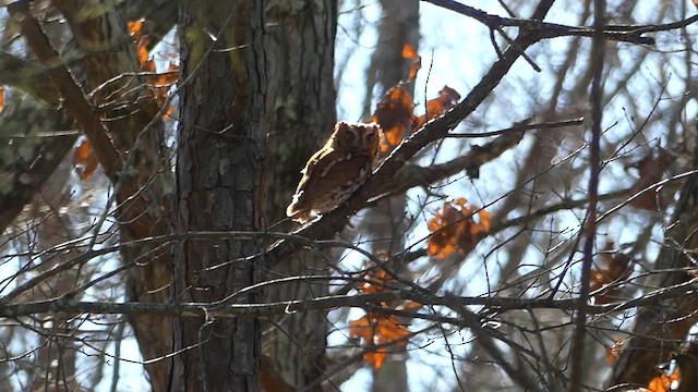 Eastern Screech-Owl - ML659802602