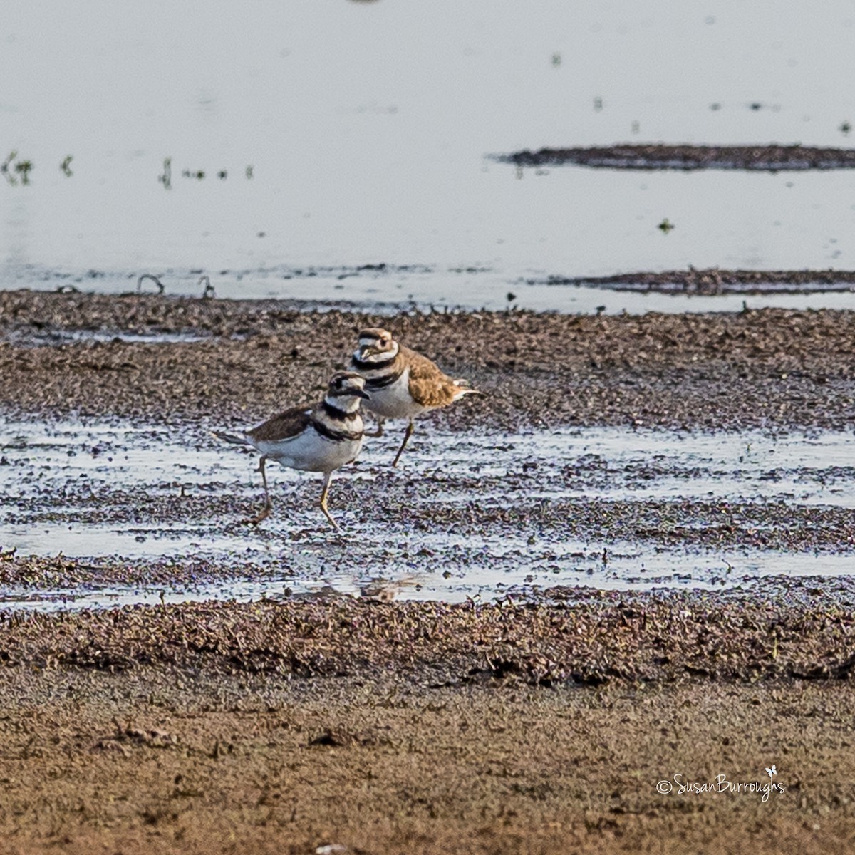 Killdeer - SK Burroughs