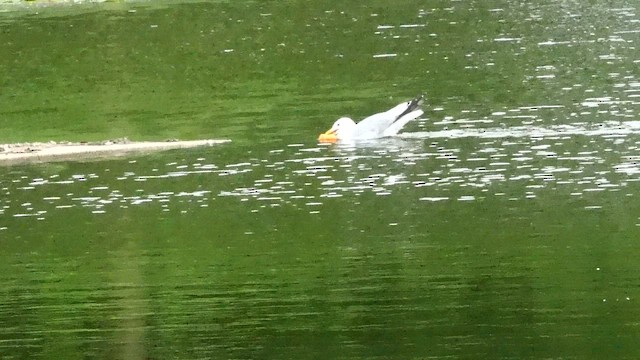 American Herring Gull - ML659802815