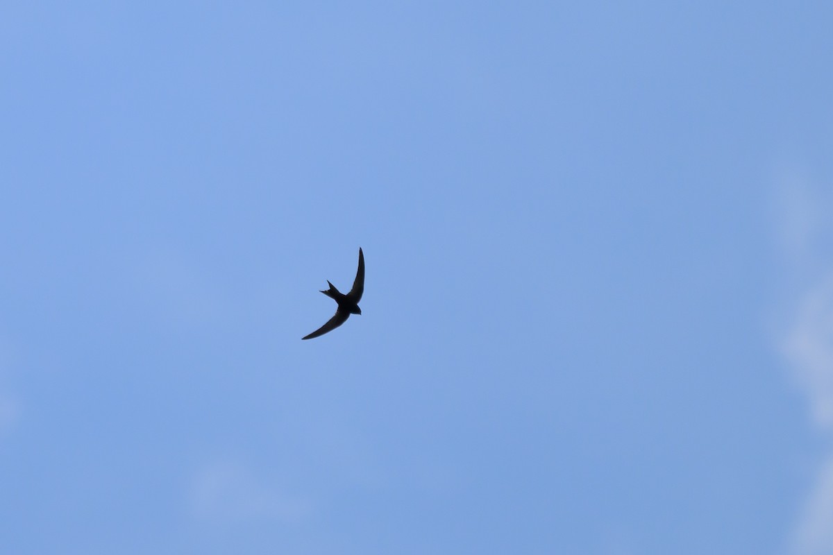 Common Swift - ML659802864