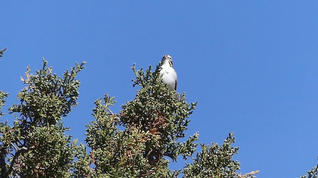 Lark Sparrow - ML659802996