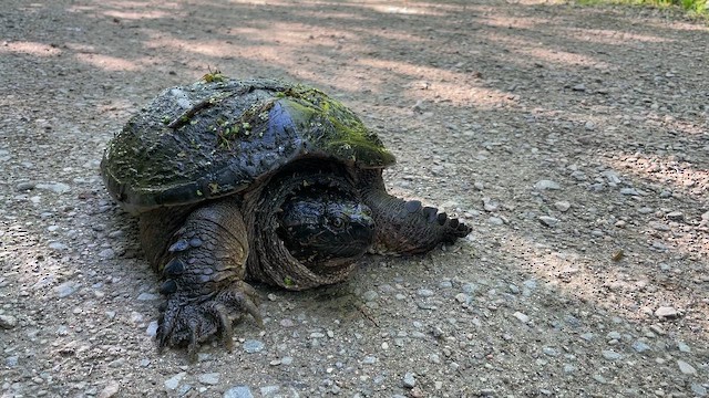 Animals - ML659803045
