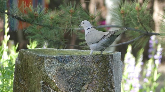 Eurasian Collared-Dove - ML659803104