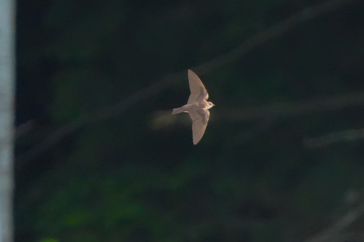 Northern Rough-winged Swallow - ML659803169
