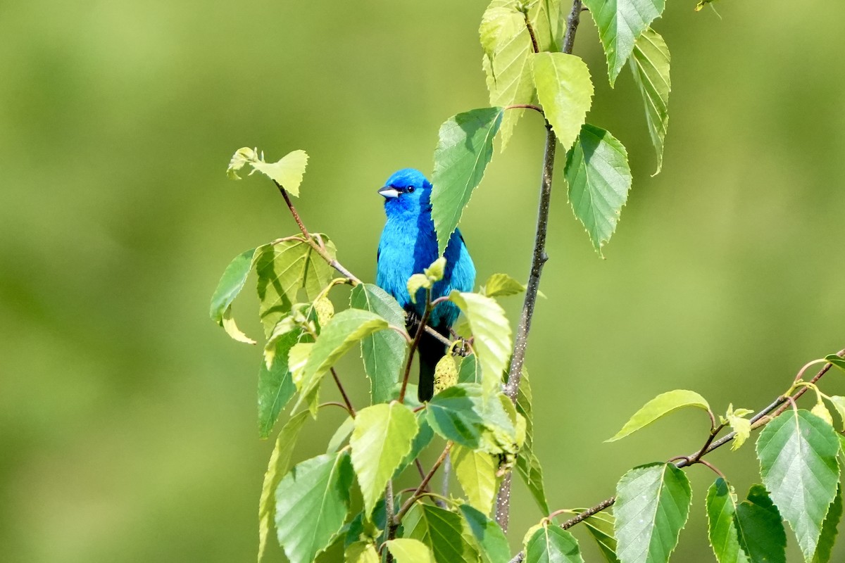 Indigo Bunting - ML659803263