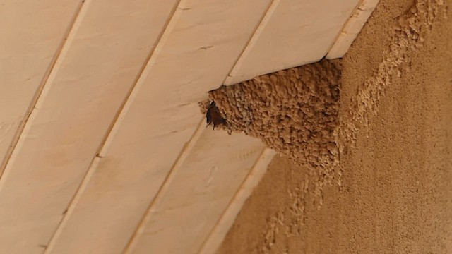 Cliff Swallow - ML659803271