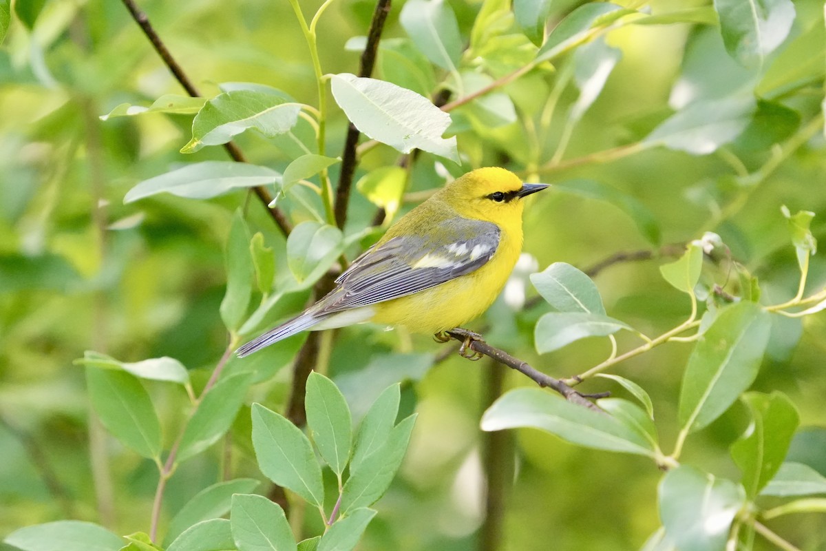 Blue-winged Warbler - ML659803274