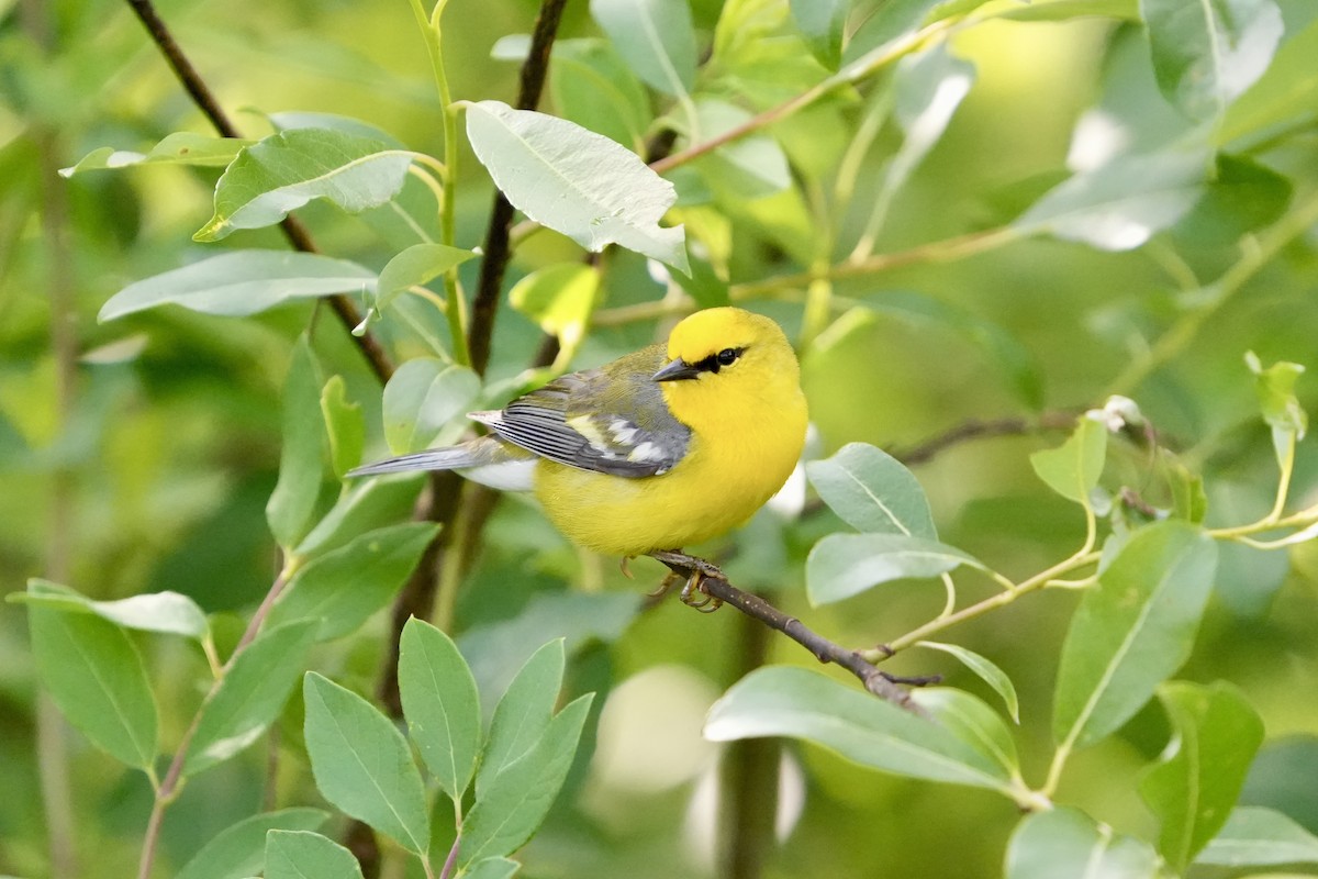 Blue-winged Warbler - ML659803275