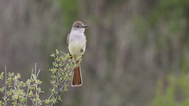 Ash-throated Flycatcher - ML659803316