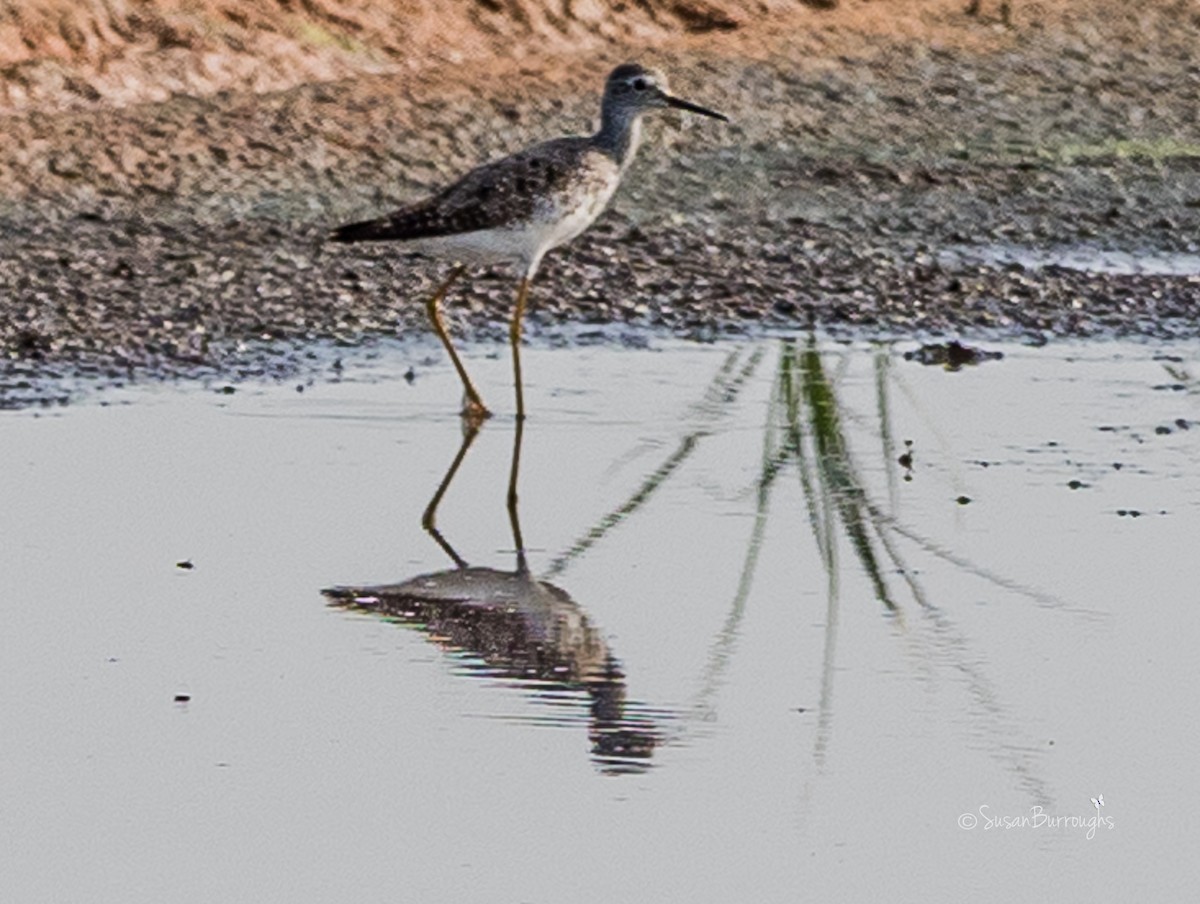 Greater Yellowlegs - ML65980341