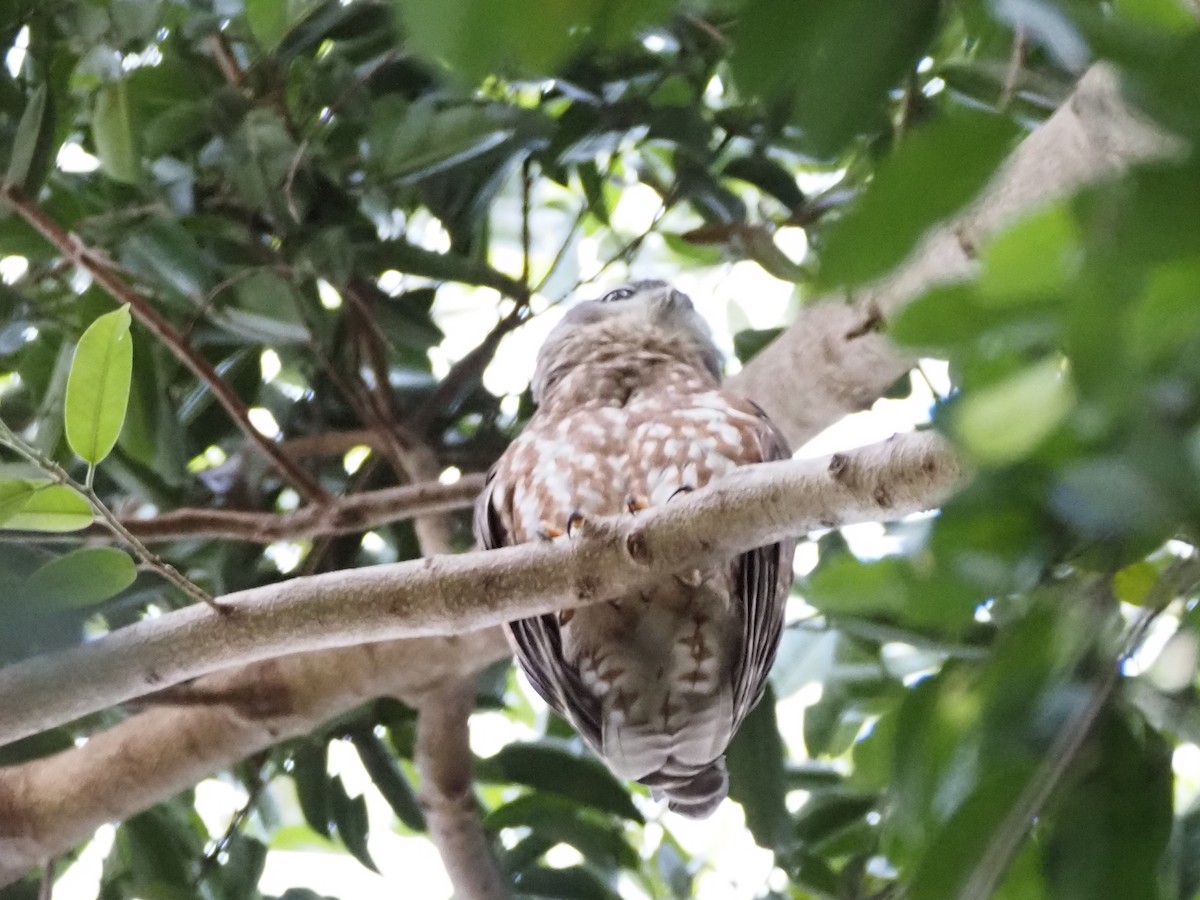 Barking Owl - ML659803600