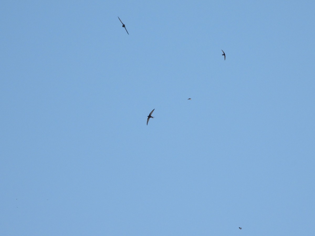 Common Swift - ML659803684