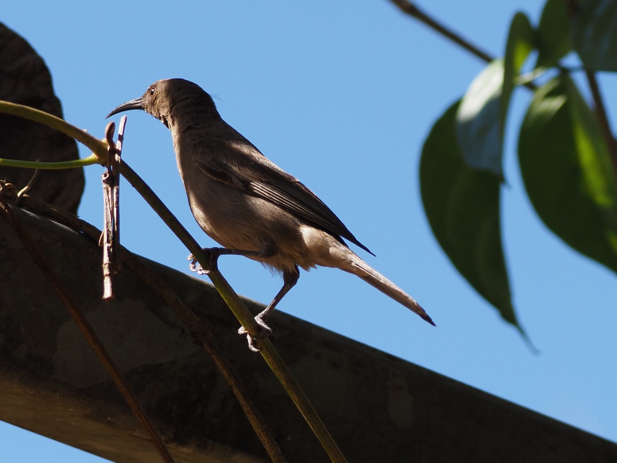 Dusky Myzomela - ML659803688