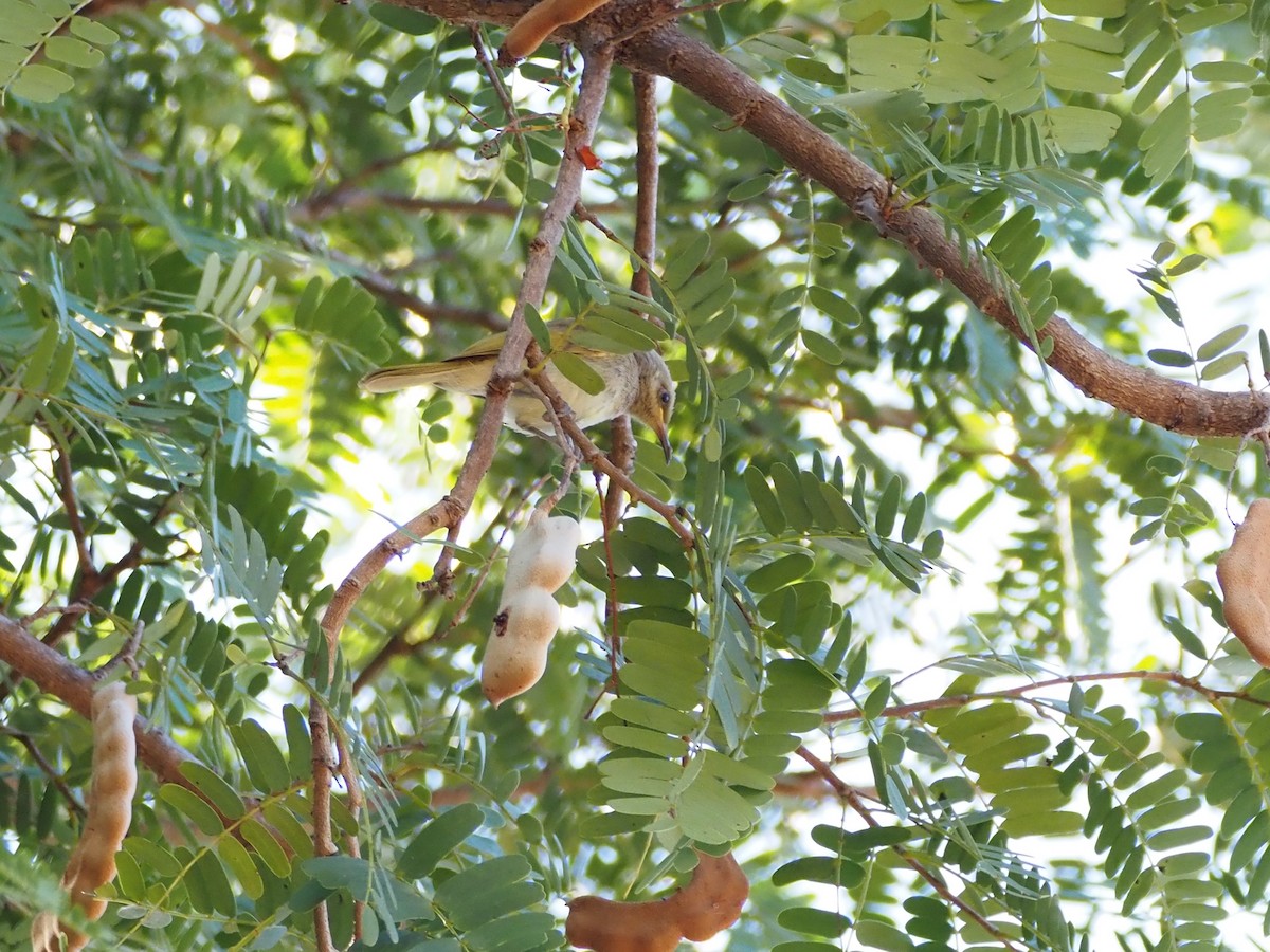 Red-headed Myzomela - ML659803700
