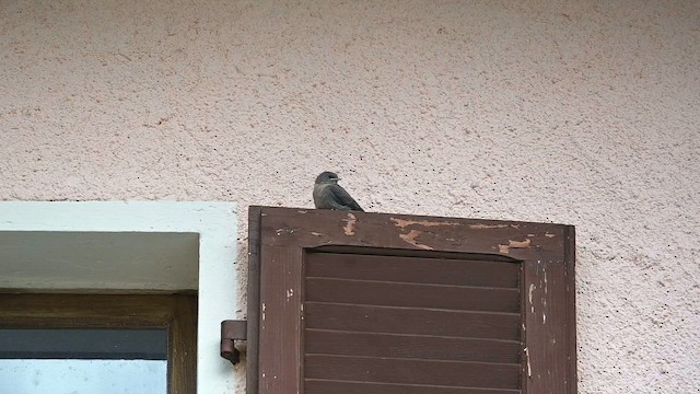 Eurasian Crag-Martin - ML659803793