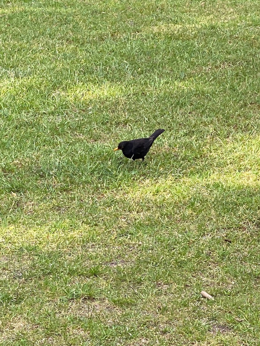Eurasian Blackbird - ML659803824