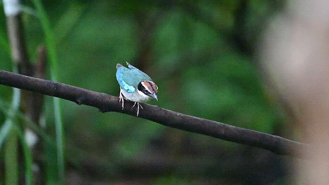 Fairy Pitta - ML659803959