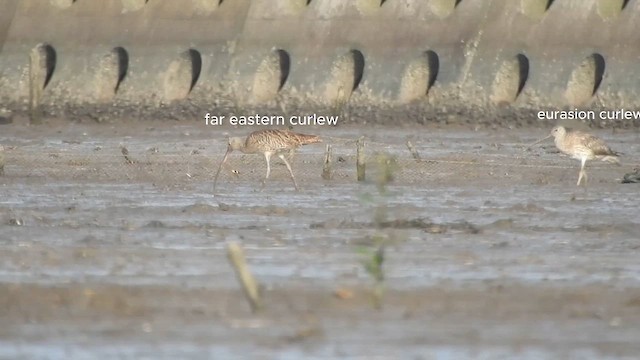Far Eastern Curlew - ML659804015