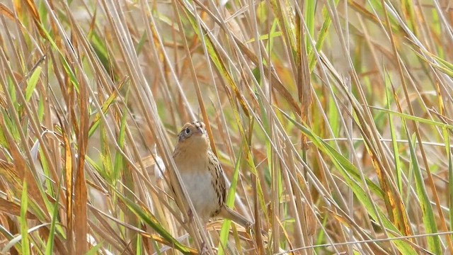 LeConte's Sparrow - ML659804119