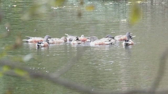 Northern Shoveler - ML659804270