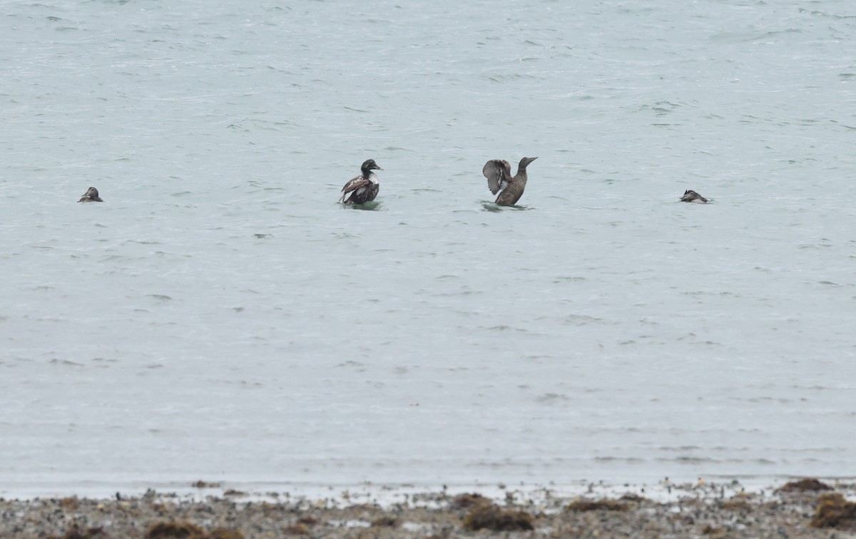 Common Eider - ML659804291