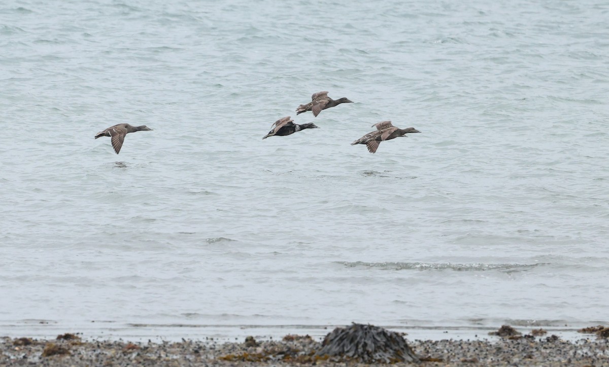 Common Eider - ML659804292