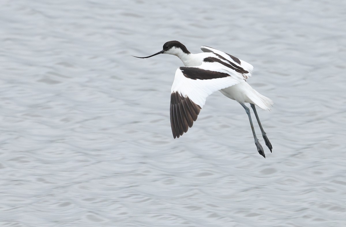 Pied Avocet - ML659804306