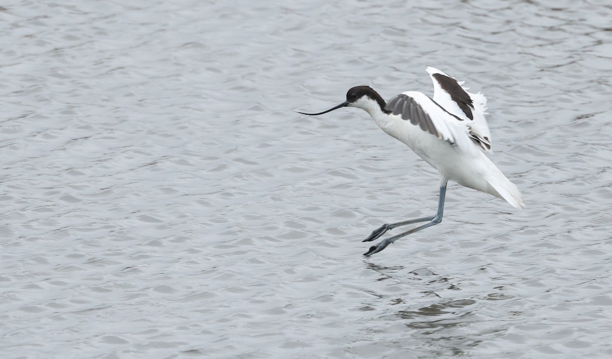 Pied Avocet - ML659804307